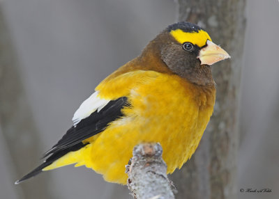 20120126 223 SERIES - Evening Grosbeak3.jpg