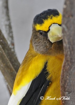 20120126 802 Evening Grosbeak.jpg