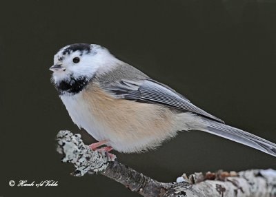 20120126 1188  SERIES - Black-capped Chickadee.jpg