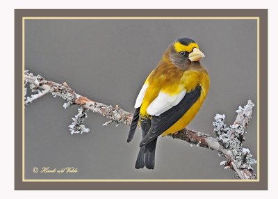 20120126 1083 1r1a Evening Grosbeak.jpg