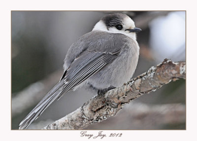 20120126 1371 1r1 Gray Jay.jpg