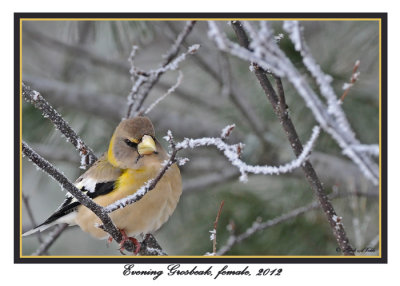 20120126 977 1r1 Evening Grosbeak.jpg