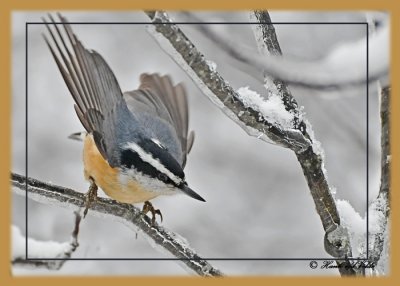 20120130 445 Red-breasted Nuthatch.jpg