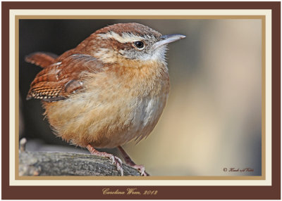 20120207 639 Carolina Wren.jpg