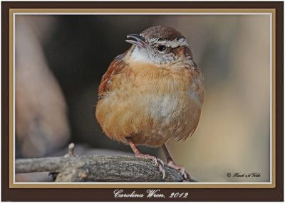 20120207 637 Carolina Wren.jpg