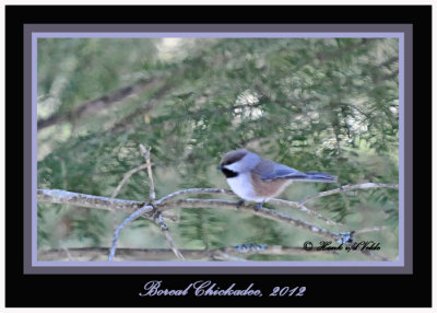 20120208 - 1 964 SERIES - Boreal Chickadee.jpg