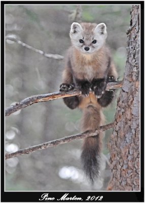 20120208 - 1 125 Pine Marten, juv.jpg