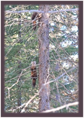 20120208 - 1 1043 SERIES - Pine Martens.jpg