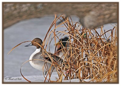 20120213 081 Northern Pintail.jpg