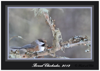 20120208 - 1 965 Boreal Chickadee.jpg