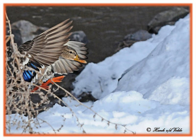 20120207 033 SERIES - Mallard.jpg