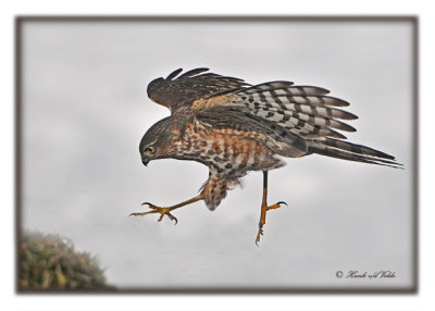 20120222 014 SERIES -  Sharp-shinned Hawk.jpg