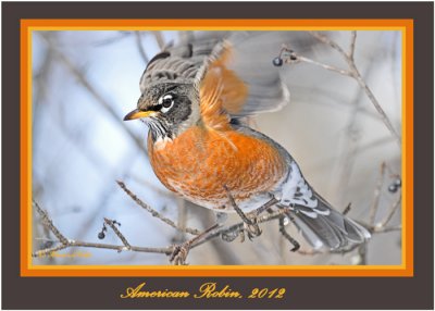 20120201 1030 American Robin.jpg