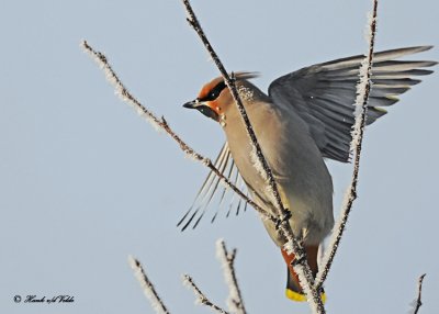 20120126 167 SERIES - Bohemian Waxwing.jpg