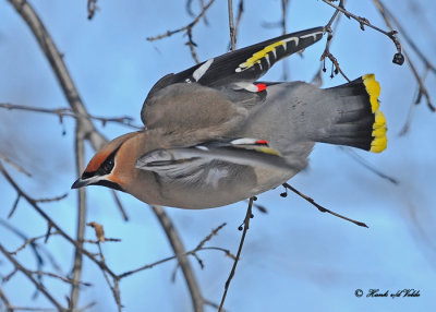 20110203 243 SERIES - Bohemian Waxwing.jpg