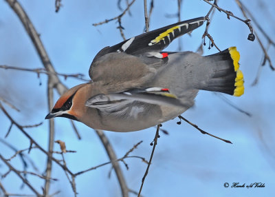 20110203 243 SERIES - Bohemian Waxwing.jpg