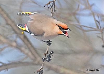 20120201 982 SERIES - Bohemian Waxwing.jpg