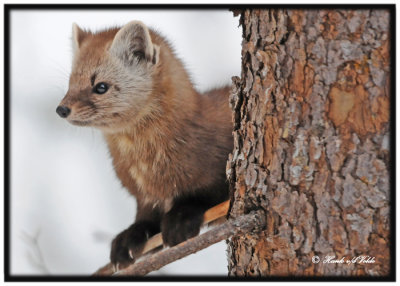 20120208 - 2 037 SERIES - Pine Marten xxx.jpg