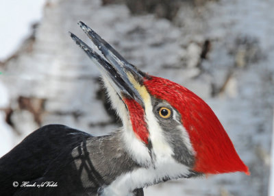 20120307-1 171 Pileated Woodpecker.jpg