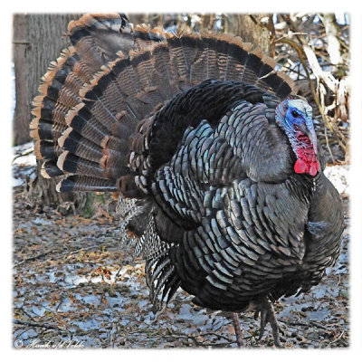 20120309 115 1c1 Wild Turkey.jpg