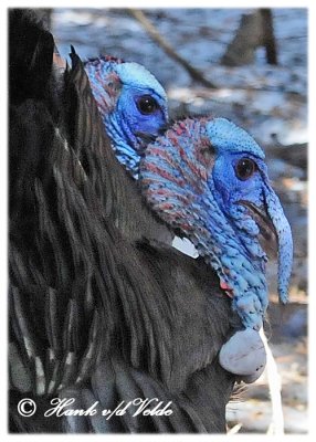 20120309 204 Wild Turkeys3.jpg