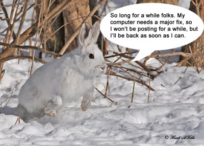 20120226 251 Snowshoe Hare.jpg