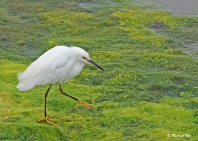 20120322 436 Snowy Egret juv - San Diego.jpg