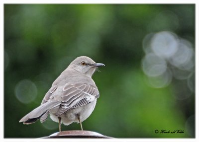 20120322 Mexico 279 Northern Mockingbird - San Diego.jpg