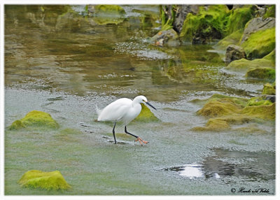 20120322 Mexico 364 SERIES - Snowy Egret.jpg