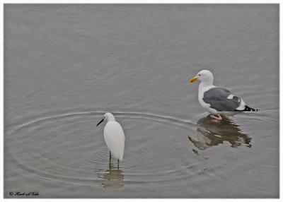 20120322 Mexico 536 SERIES Herring Gull (breeding) & Snowy Egret.jpg