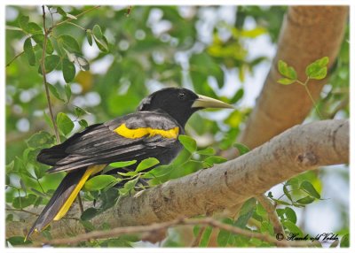 20120322 Mexico 853 Yellow-winged Cacique.jpg