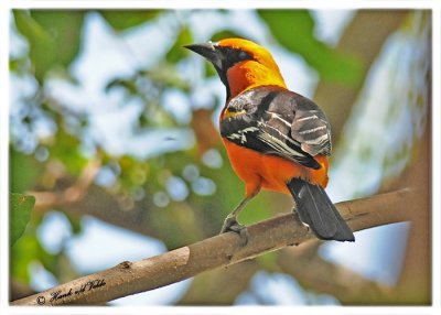 20120322 Mexico 985 Hooded Oriole.jpg