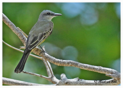 20120322 Mexico 798 SERIES - Tropical Kingbird.jpg