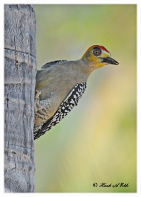 20120322 Mexico 698 Golden-cheeked Woodpecker.jpg