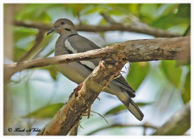 20120322 Mexico 753 White-winged Dove.jpg