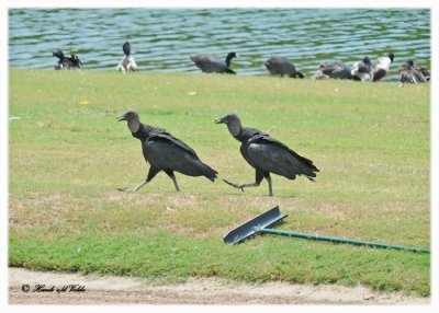 20120322 Mexico 1003 SERIES - Black Vultures and  Friends.jpg