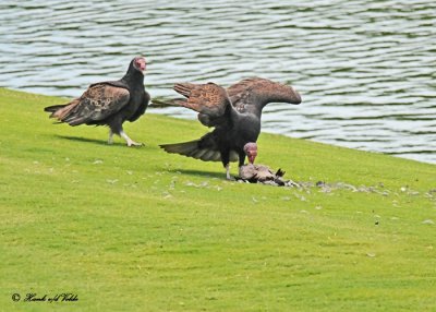 20120322 Mexico 1134  SERIES - Turkey Vultures.jpg