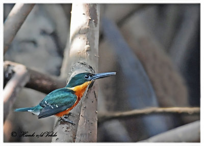 20120322 Mexico 1438 SERIES - American Pygmy Kingfisher (m).jpg