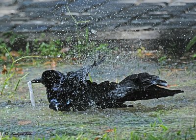 20120322 Mexico 1254 SERIES - Great-tailed Grackle.jpg