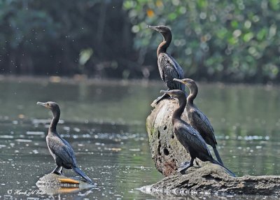 20120322 Mexico 1506 Neotropic Cormorants.jpg