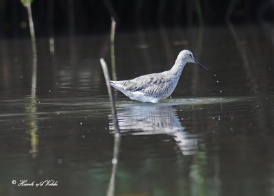 20120322 Mexico 1541 Willet.jpg