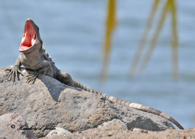 20120324 395 SERIES -  Iguana.jpg