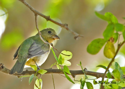 20120324 371 SERIES - Yellow-throated Euphonia (F).jpg