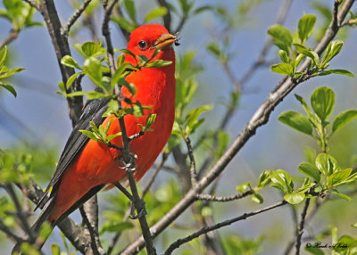 20120507-1 175 Scarlet Tanager.jpg