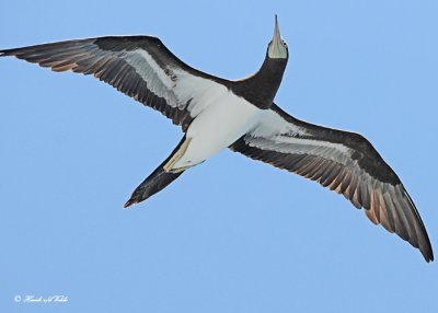 20120326 457 Brown Booby HP xxx.jpg