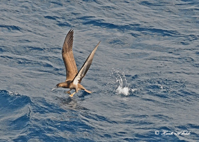 20120326 403 Brown Booby.jpg