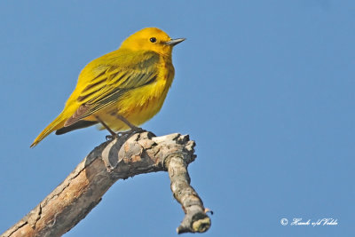 20120507-1 075 Yellow Warbler.jpg