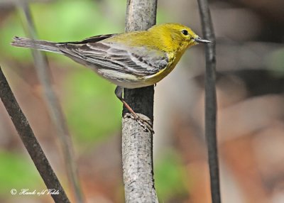 20120505-2 202 Pine Warbler.jpg