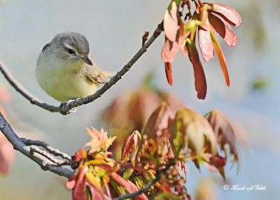 20120511-1 045 Warbling Vireo.jpg