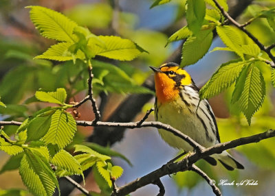 20120511-1 1064 Blackburnian Warbler.jpg